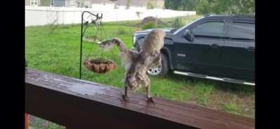 Big funk in small bird