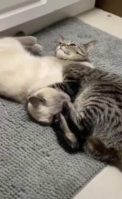 Cat Trying To Wake Up His Sleeping Cat Friend..........