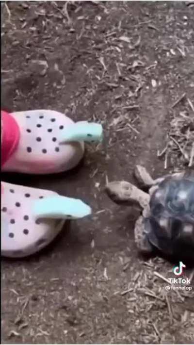 perdi no cachorro gritando