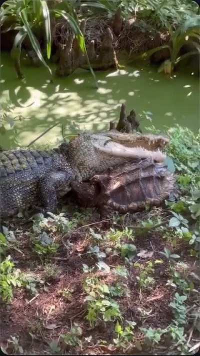 Alligator and alligator snapping turtle get into a small tussle