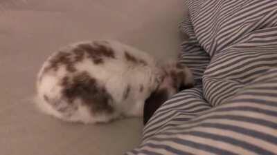 Whilst she was digging in my sheets I discovered she has a patch in the shape of a heart around her right eye ❤️