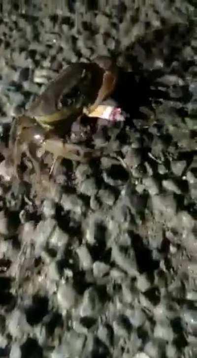 He really is going off