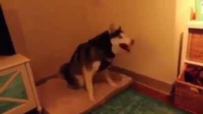Dog sneeze over powered