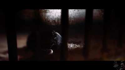 The Fight For Animals Isn’t Over (Slowed MV Verison)