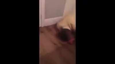 POV ves videos graciosos del 2017