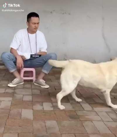 Not sure if this doggo is trying to troll or cheer the man up.
