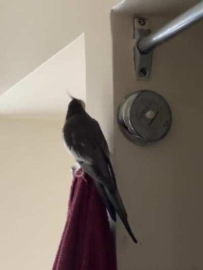 Groot was having a party in the bathroom singing his cookie song