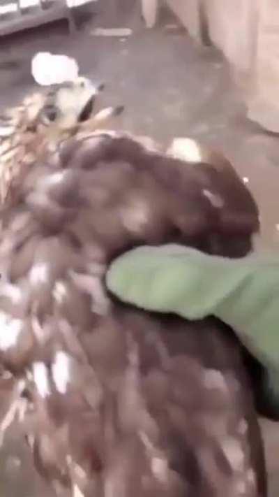 Chicken farmer saves chicken hawk from being attacked by chickens