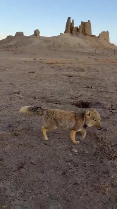 Tibetan meme wunk is actually smoll