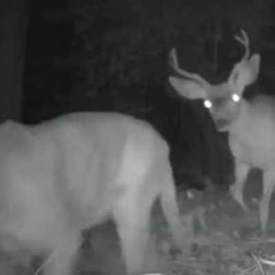 Nature when you are not watching Animal Planet