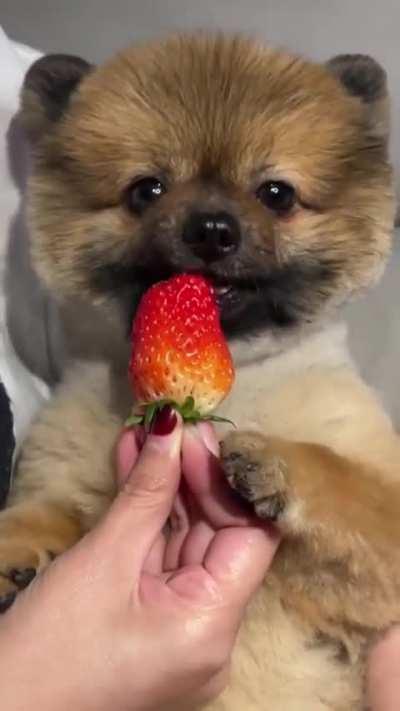 Yummy🥰🐶