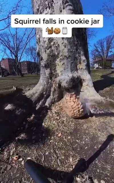 Squirrel Falls In Cookie Jar