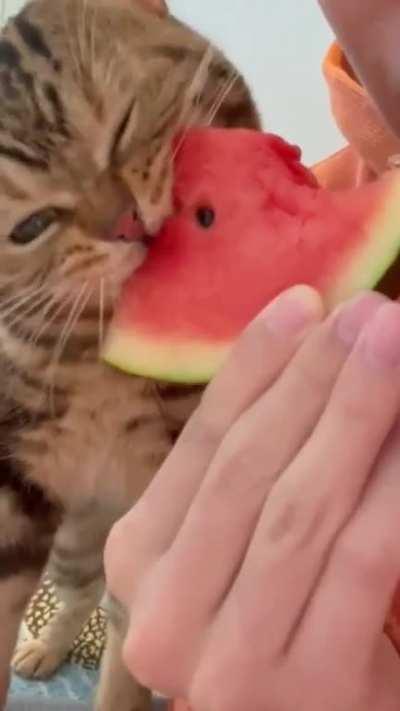 Very angry nom nom nom nom noms 😂