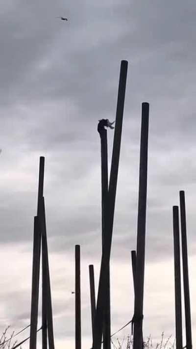 Monkey grabs a seagull and mauls it to death