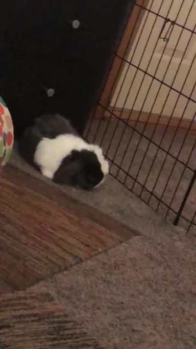 Finally caught my son flopping