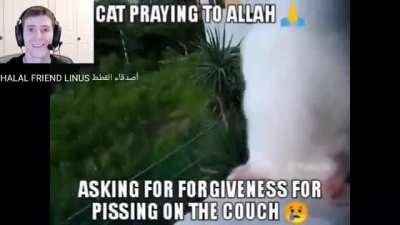 halal cat 🐈😍 haram humane 🚶‍♂️😡
