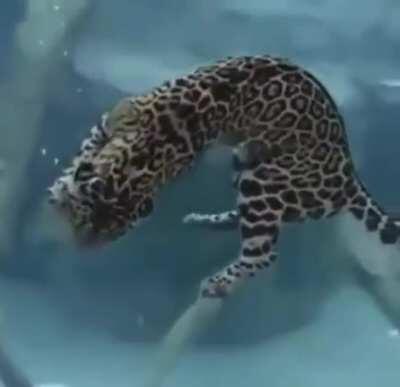 Unlike most cats Jaguars are also rather good swimmers and will often take to the water to hunt aquatic prey like fish, turtles and even caiman crocodiles