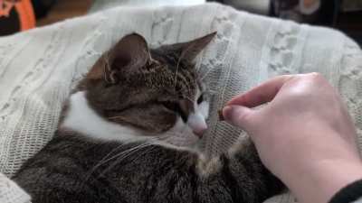 Best way to wake up from a nap 🩷