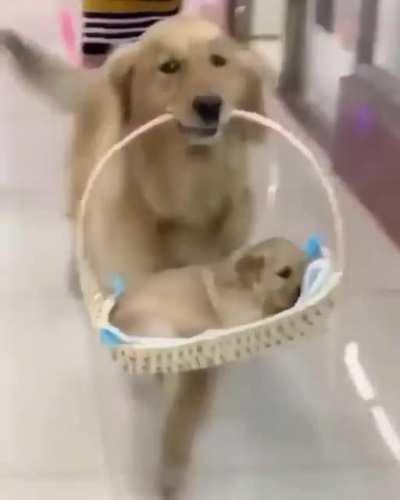 Proud Parent Presenting Pretty Pupper