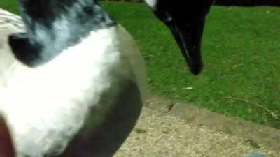 I achieved a forbidden boop yesterday...