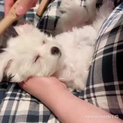 Brushy brushy makes me sleepy