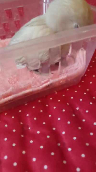 My bird came and i put ultrakill music and then he slept lmao