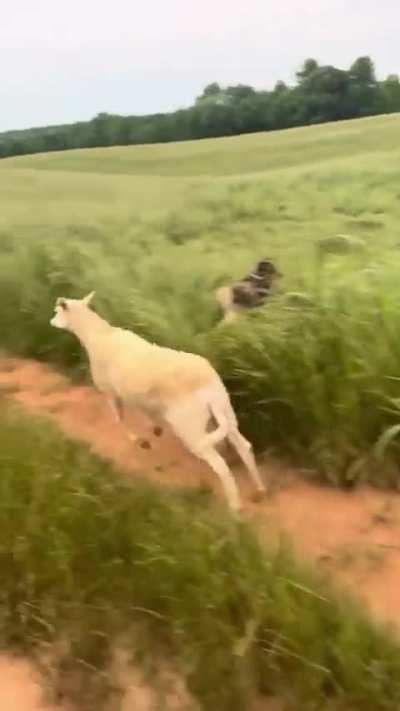Sheep getting zoomies with the dogs