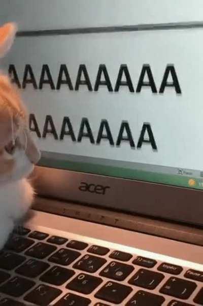 Cat tries using the keyboard