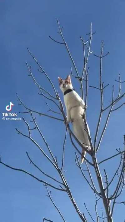 His cat ancestors probably sailed on boats