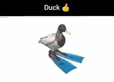 Duck 👍