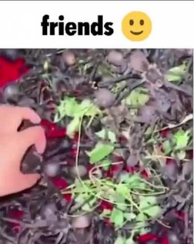 blursed_friends_🙂