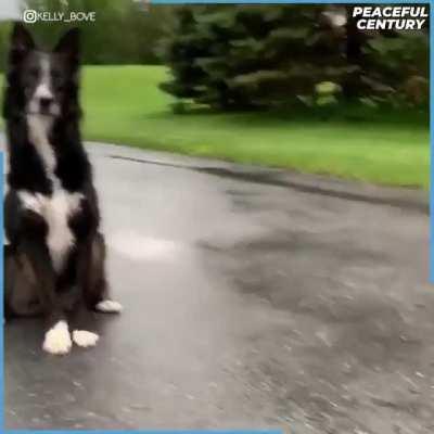 Both dogs are showing of their skills