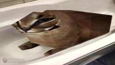 Big Floppa no PC das Casas Bahia