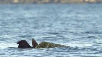 🔥 Eagle grabs and crab, happen in a pinch but not without a hitch.