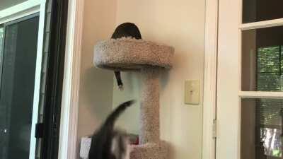 Zelda is very smug about having slapped Logan into submission and off the tree.