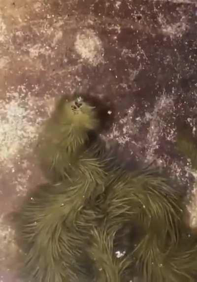 Snake covered with Algae in Thailand