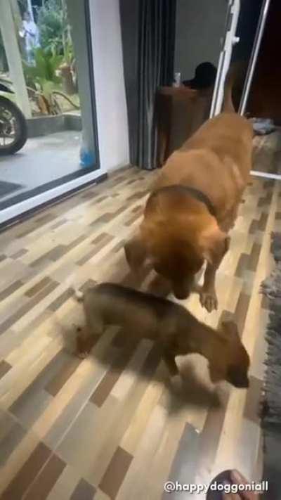 A friendly hooman rescued 4 week old puppies abandoned in a mountain jungle and gave them shelter