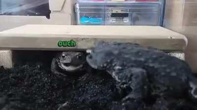 Gerald needs glasses