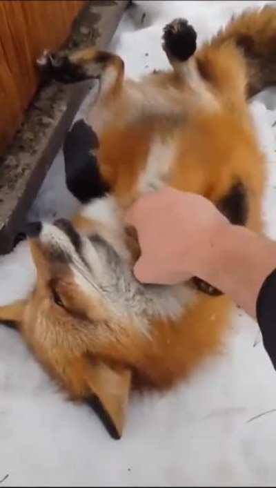 DO NOT boop the fox