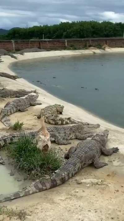 I am not the duck you are looking for.