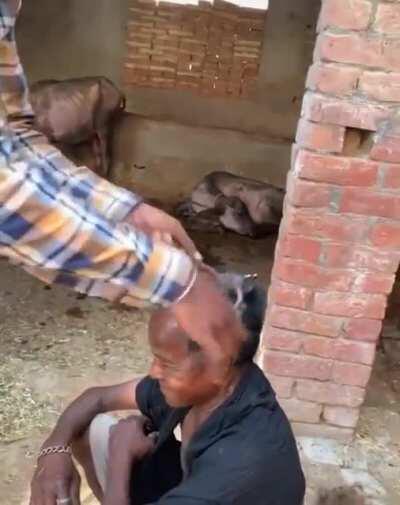 Rural India is wild. Literally.