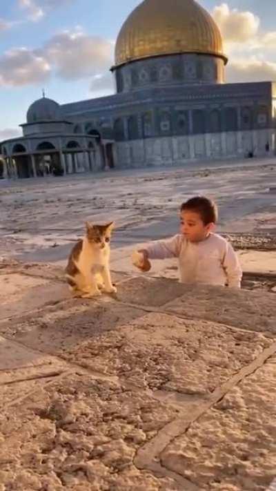 A toddler shares his food with a cat. May Allah bless him ❤. Ameen
