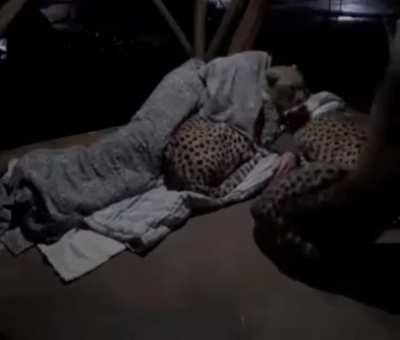 A caretaker comforting his cheetah companions when they get nervous during the night.