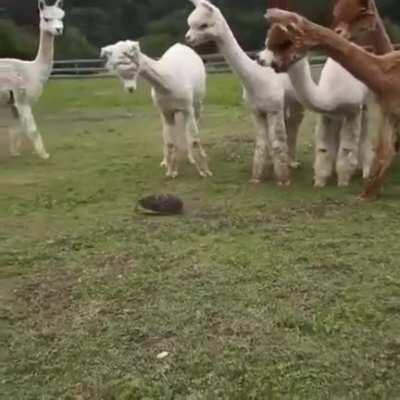 Заседание продолжается