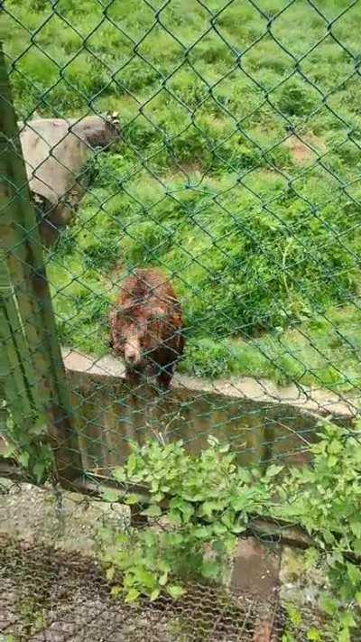 This little one just couldn't stop jumping