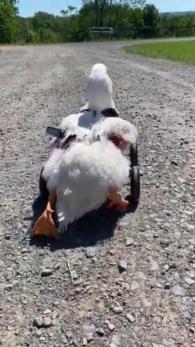 Rescued from an unfortunate predator attack that left her unable to walk, Kiwi has been making so much progress and is eager to move! We’re going to get her booties very soon to help her feet on the gravel, but look at her go! Vegan for Kiwi❤️