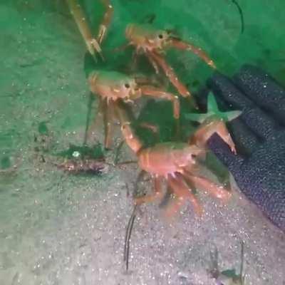 🔥 Trying to touch the human