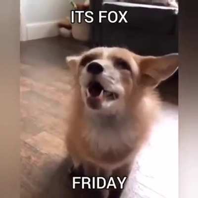 Yay foxxo Friday!