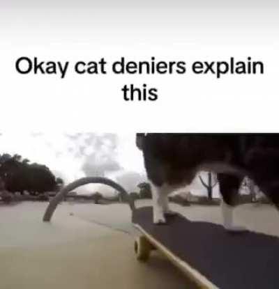 Cat deniers BTFO