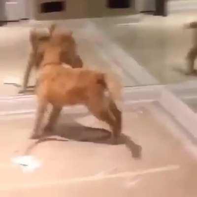 Pup is so happy to find so many friends!